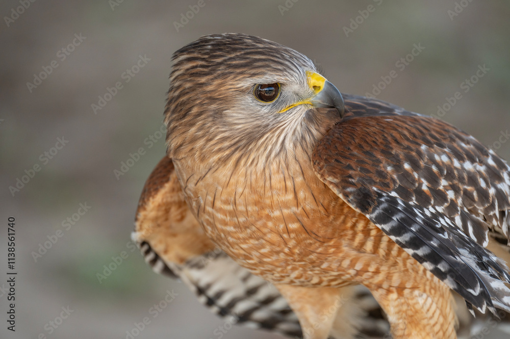 Fototapeta premium A red-shouldered hawk sitting on a perch