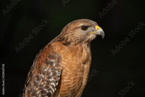 A red-shouldered hawk sitting on a perch