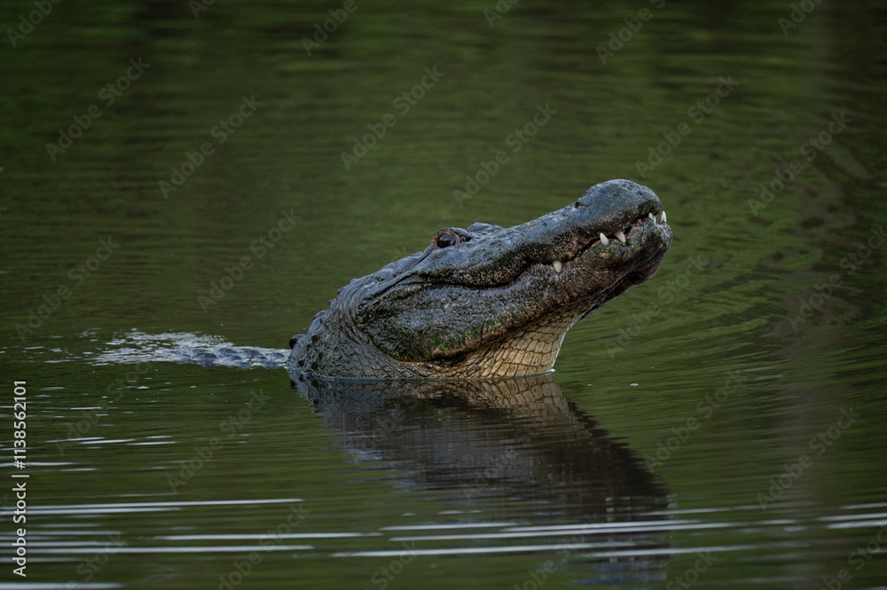 american alligator holding head up above water american alligator holding head up above water