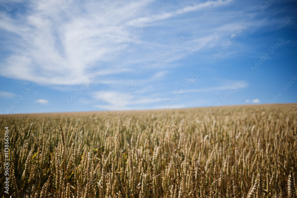 wheat field and sky wheat field and sky
