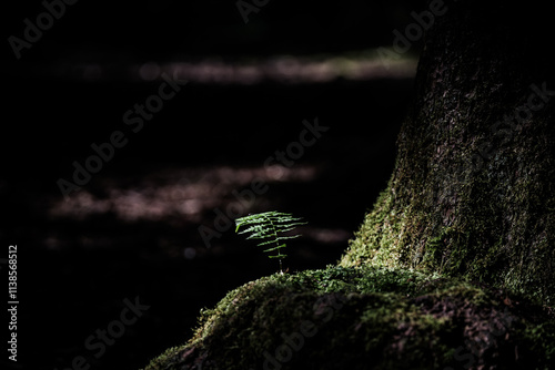 fern in the forest