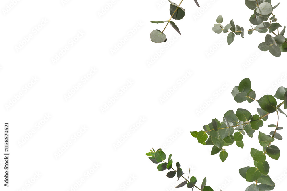 Obraz premium Eucalyptus sprig isolated on a white background.