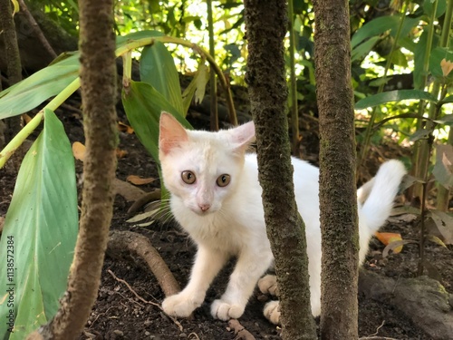 small cat portrait observing between trees