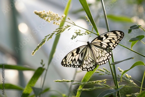 butterfly Solo Backlit white black butterfly on a stalk of leaves