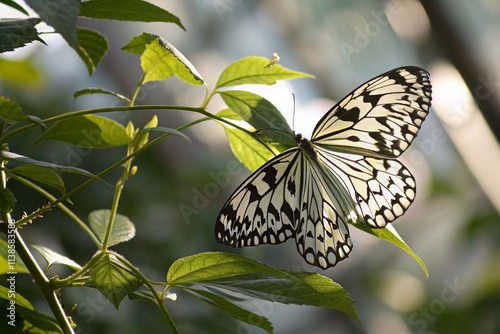 Canvas Print butterfly Solo Backlit white black butterfly on a stalk of leaves