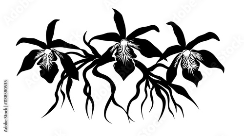 Ghost orchid roots clinging to tree bark, Vectorized Plant Art