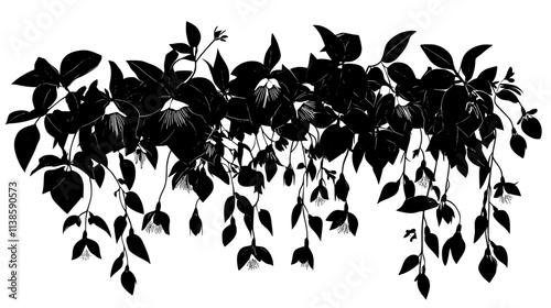 Fuchsia plants cascading from window boxes on a north-facing wall, Vectorized Plant Art