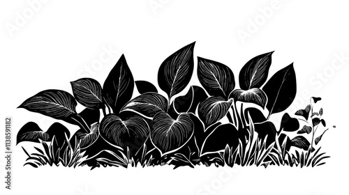 Hosta plants with contrasting leaf edges in a shade garden, Vectorized Plant Art