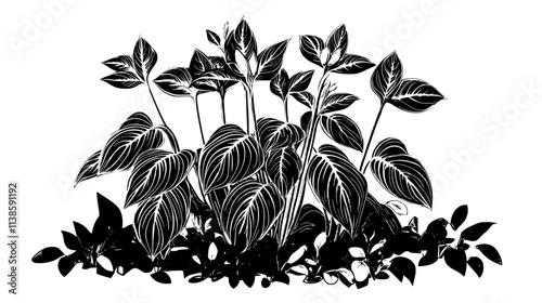 Hostas with flower stalks in a shaded garden bed, Vectorized Plant Art