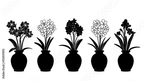 Hyacinth bulbs blooming in glass forcing vases indoors, Vectorized Plant Art