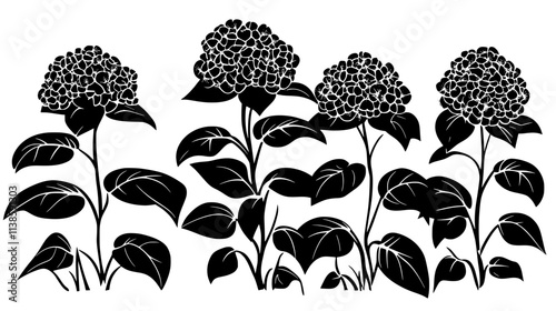 Hydrangea plant with multiple flower heads in a garden setting, Vectorized Plant Art