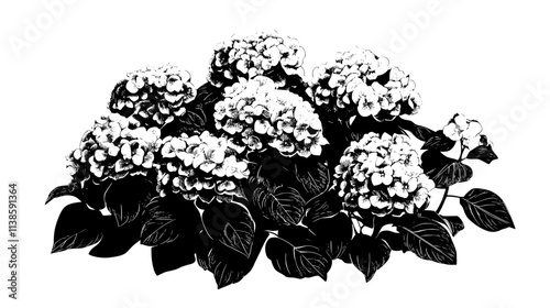 Hydrangea bush covered in large flower heads, various shades of blue and pink, Vectorized Plant Art