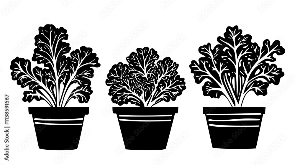 Kale plants with curly leaves in a container garden, Vectorized Plant Art Kale plants with curly leaves in a container garden, Vectorized Plant Art