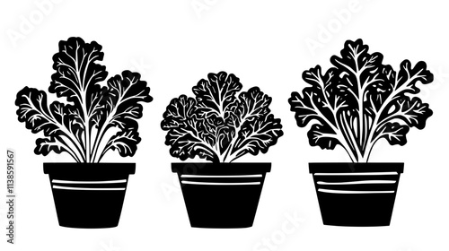 Kale plants with curly leaves in a container garden, Vectorized Plant Art