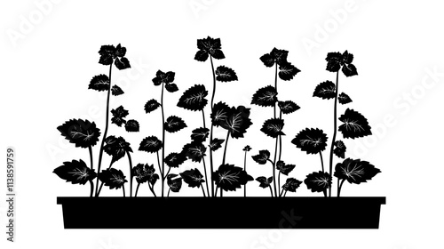 Lemon balm plants with textured leaves in a raised bed, Vectorized Plant Art