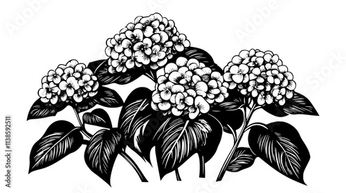A patch of bigleaf hydrangeas blooming in a formal garden setting, Vectorized Plant Art