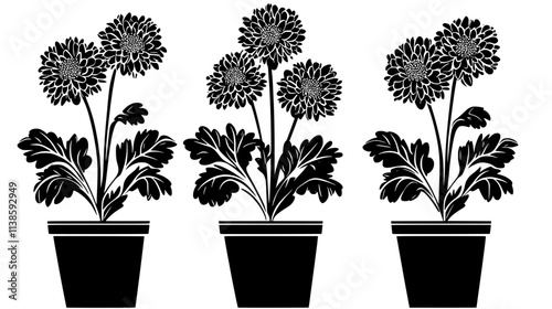 Potted chrysanthemum plant with flowers at various stages, Vectorized Plant Art