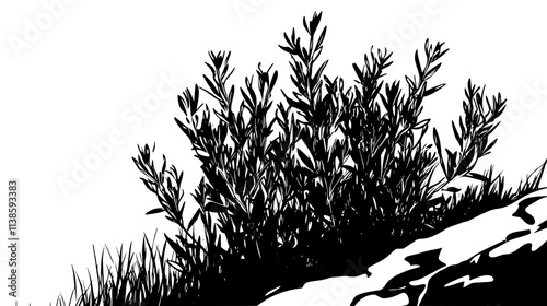 Rosemary bush growing wild on coastal cliff path, Vectorized Plant Art