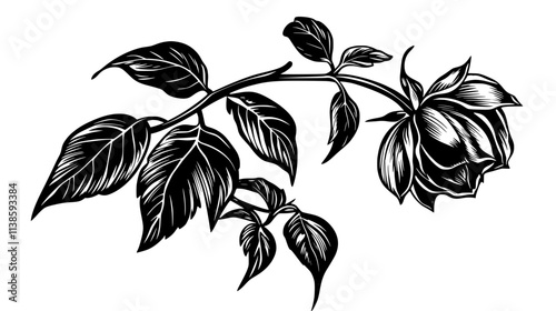 Rose hip forming after the petals have fallen, Vectorized Plant Art