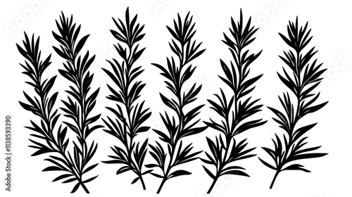 Rosemary bush with needle-like leaves growing on woody stems in a garden, Vectorized Plant Art