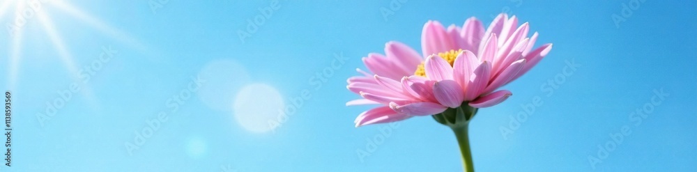 Single stem of pink chrysanthemum flower against a blue sky, blossoms, bloom Single stem of pink chrysanthemum flower against a blue sky, blossoms, bloom