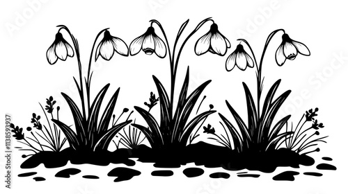 Snowdrops emerging from frozen ground in early spring, Vectorized Plant Art
