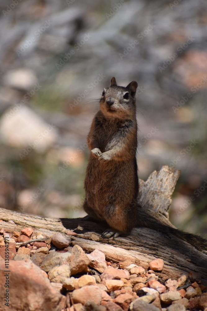 Obraz premium squirrel in a Florida park