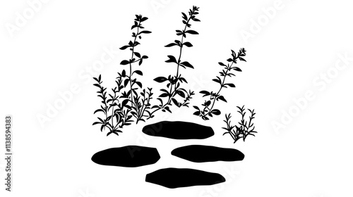 Thyme plants forming ground cover between stepping stones, Vectorized Plant Art