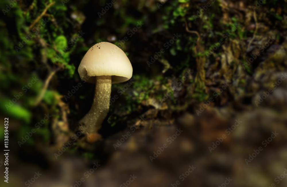 Macro of a mushroom growing in an old tree trunk and moss. Macro of a mushroom growing in an old tree trunk and moss.