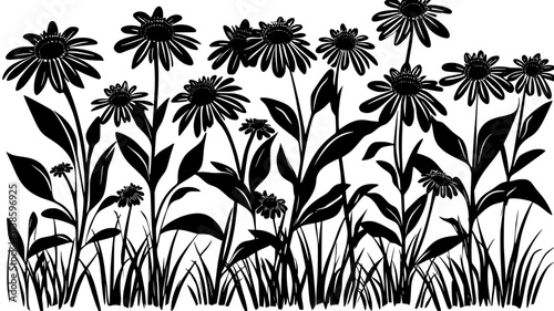 Echinacea plants growing in rows in a herb garden, Plant Illustration