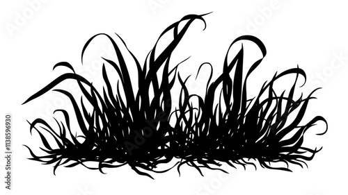 Eelgrass with ribbon-like leaves submerged in coastal waters, Plant Illustration