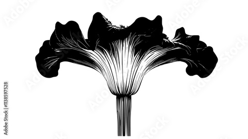 Fully opened corpse flower with ribbed spathe, Plant Illustration