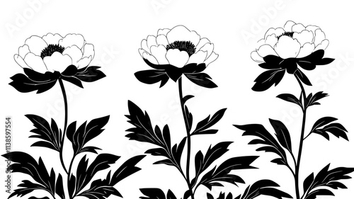 Fully bloomed herbaceous peony plant growing in a controlled garden, Plant Illustration