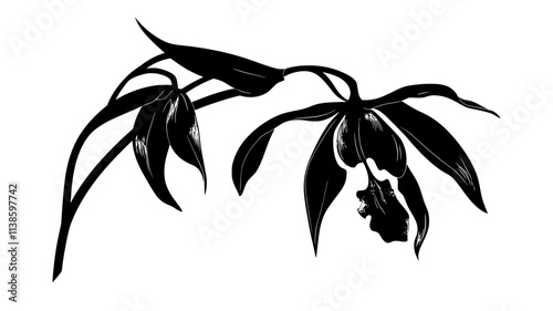 Ghost orchid seed pod developing after pollination, Plant Illustration