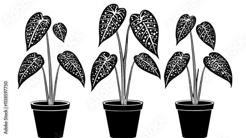 Giant spadix emerging from spathe in conservatory setting, Plant Illustration
