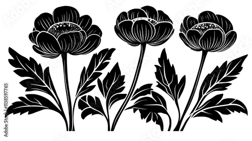 Globeflower spherical blooms rising above glossy leaves, Plant Illustration