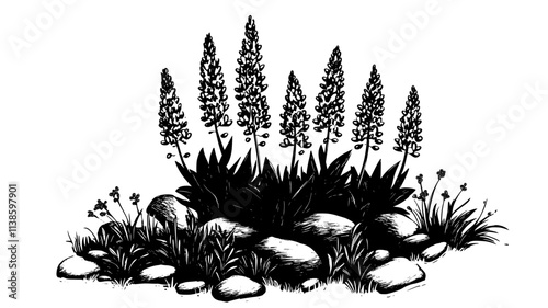 Group of lupines growing in a perennial border garden surrounded by stones, Plant Illustration