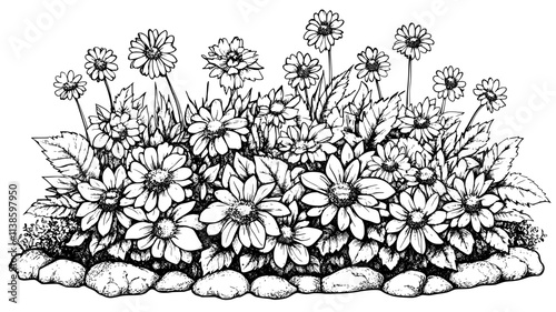Shasta daisies blooming in a suburban backyard garden, Plant Illustration