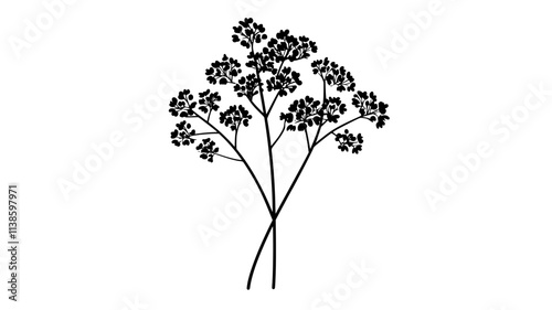 A group of tiny flowers forming a tight cluster on a short stalk, Plant Illustration