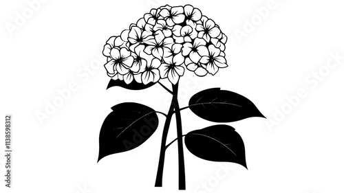 Hydrangea with a large, round flower cluster on a woody stem, Plant Illustration