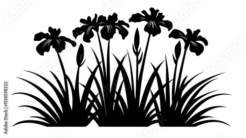 Iris plant with sword-like leaves and multiple flower stalks, Plant Illustration