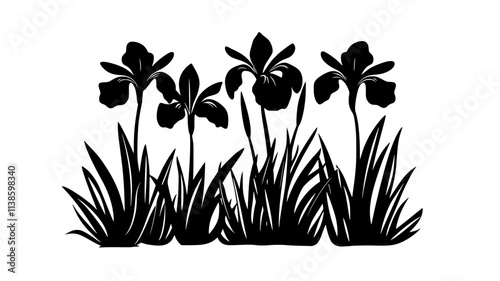 Iris plants with sword-like leaves and flowers in a garden bed, Plant Illustration