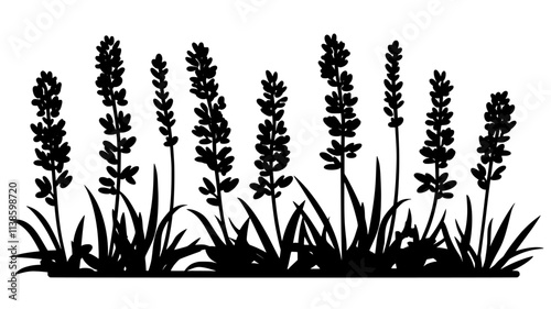 Lavender plants with long stems and flower spikes in a field, Plant Illustration