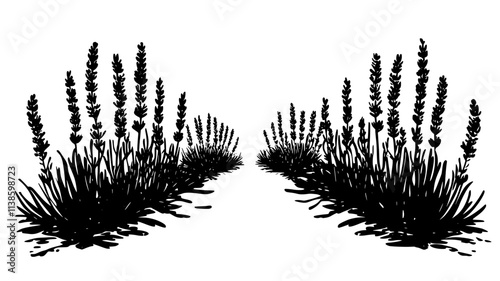 Lavender plants in rows creating a border along a pathway, Plant Illustration