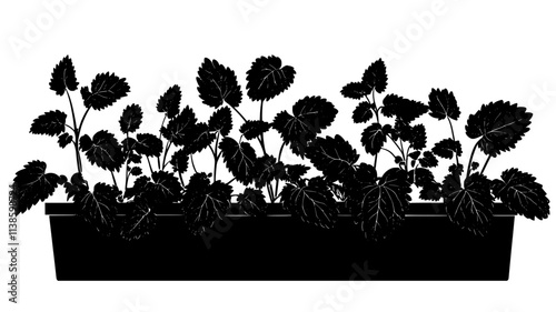 Lemon balm plants with textured leaves in a raised bed, Plant Illustration