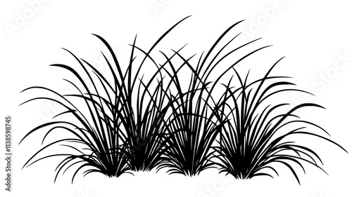 Lemongrass plants with long, blade-like leaves in a garden, Plant Illustration