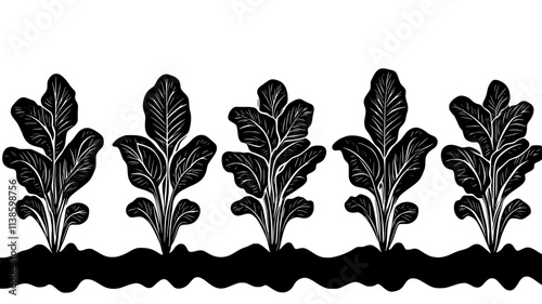 Lettuce plants in rows with leaves ready for harvest, Plant Illustration