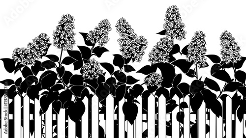 Lilac bushes in full bloom along a picket fence, Plant Illustration