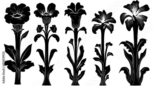 Multiple corpse flowers at different growth stages, Plant Illustration