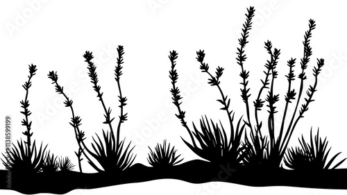 Ocotillo plants with long stems in rocky terrain, Plant Illustration